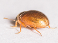 Simplocaria semistriata